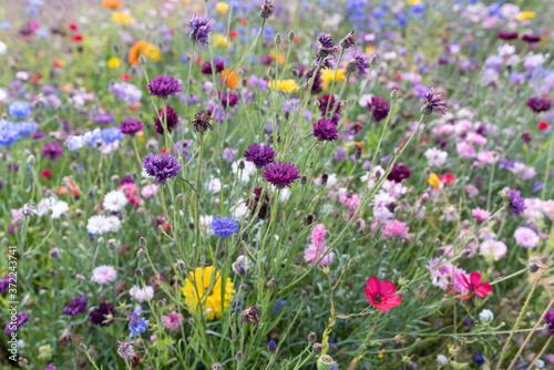 wild flowers grown as border plants natural spring bloom colourful flowers