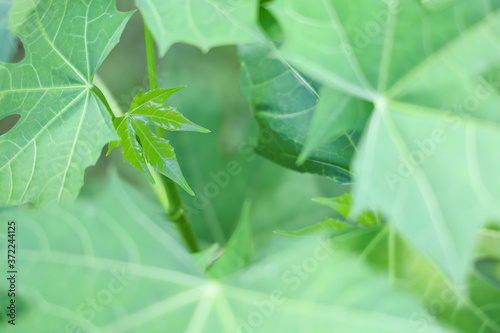 Copy space of papaya leaf bud growing among old leaves. Concept for survival, existence, ecology, nature, environment.