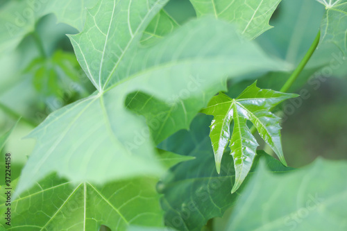 Copy space of papaya leaf bud growing among old leaves. Concept for survival, existence, ecology, nature, environment.