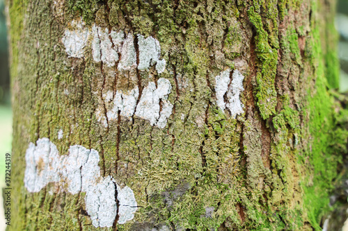 Textured background of tree's bark with moss covered. Copy space for nature and environment. green covered moss on bark of tree trunk.