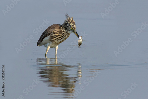 Indian pond heron  with preyed fish in pond areas of wet lands of Pakistan  photo