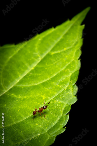 ant on a leaf