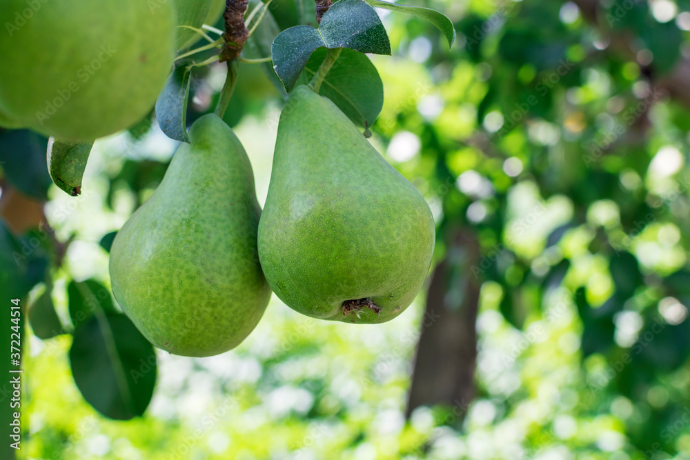 Two green pears close - up against the background of garden trees. Fruit harvest on the farm. Two green pears close - up against the background of garden trees. Fruit harvest on the farm.