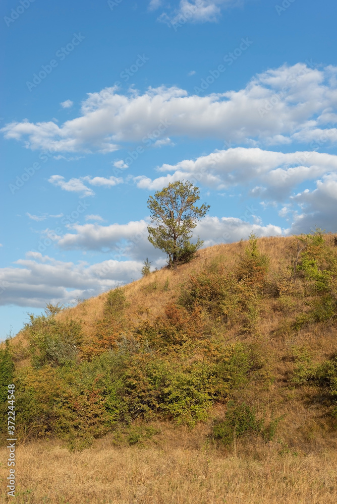 summer landscape of a lonely tree, against the backdrop of a cloudy blue sky. summer landscape of a lonely tree, against the backdrop of a cloudy blue sky.