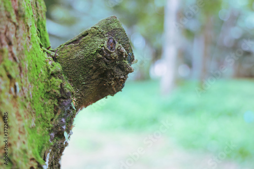 Textured background of tree's bark with moss covered. Copy space for nature and environment. green covered moss on bark of tree trunk.