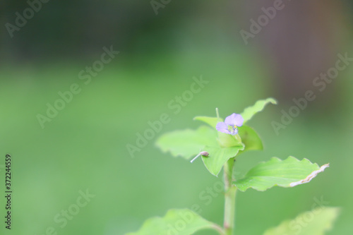 Copy space of tiny violet forest flower and tiny snail on leaf with lush green forest abstract background. Concept for nature background and ecology. Shallow depth of field.