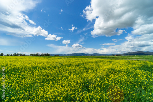 Italy Tuscany Grosseto Maremma rural landscape in bloom, rapeseed fields in flowering hills and pine forest photo