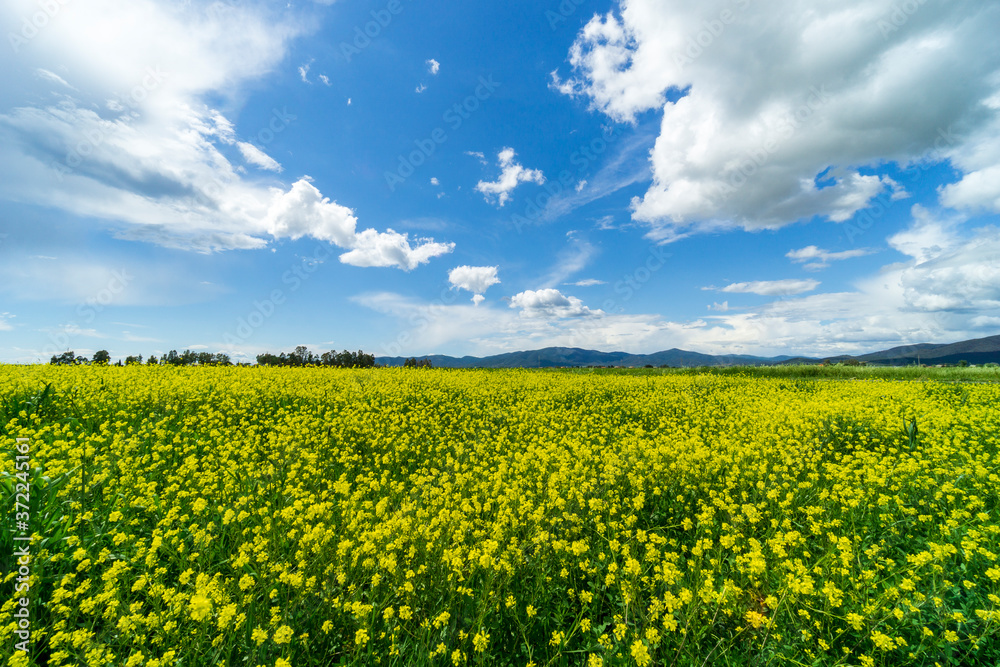 Italy Tuscany Grosseto Maremma rural landscape in bloom, rapeseed fields in flowering hills and pine forest