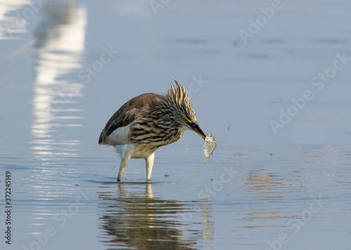 Indian pond heron preying fish in the pond areas of Pakistan  photo