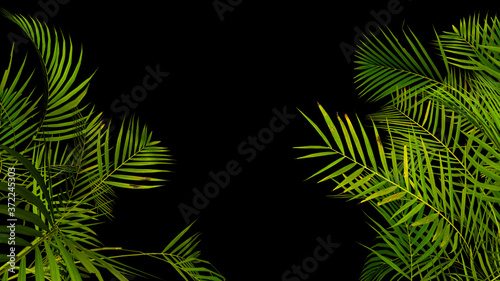 Tropical palm plant leaf on black background. Nature summer illustration. 3D render