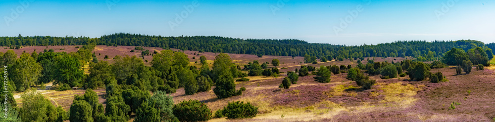 panorama view of lilac heath landscape on the Lunenburger heath