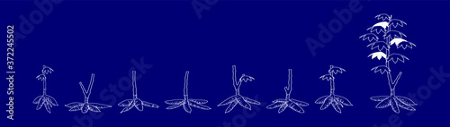 a set of cassava sketch  icon design template with various models. vector illustration