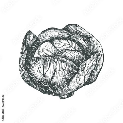 Bild auf Leinwand Cabbage vector illustration. Hand-drawn in black and white.