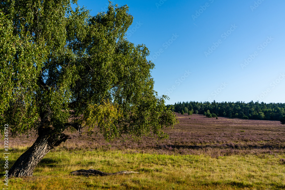 view of a lone tree in midst of an endless lilac heath landscape view of a lone tree in midst of an endless lilac heath landscape