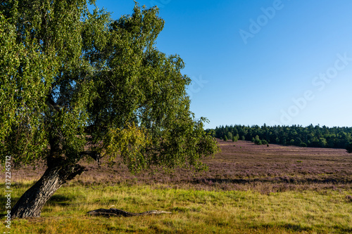 view of a lone tree in midst of an endless lilac heath landscape