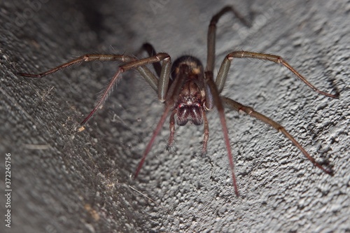 red-brown spider on the wall