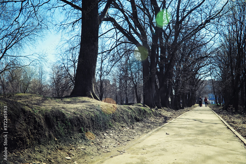 Obraz premium Bright spring greens at dawn in the forest. Nature comes to life in early spring.