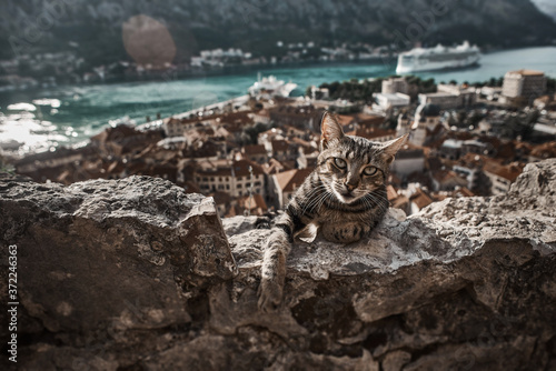 Tabby cat lies on a stone wall above a port city with orange roofs. Portraits with pets
