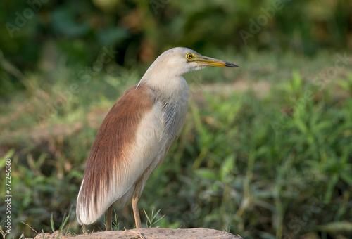 side pose of Indian pond heron in breeding plumage.  photo