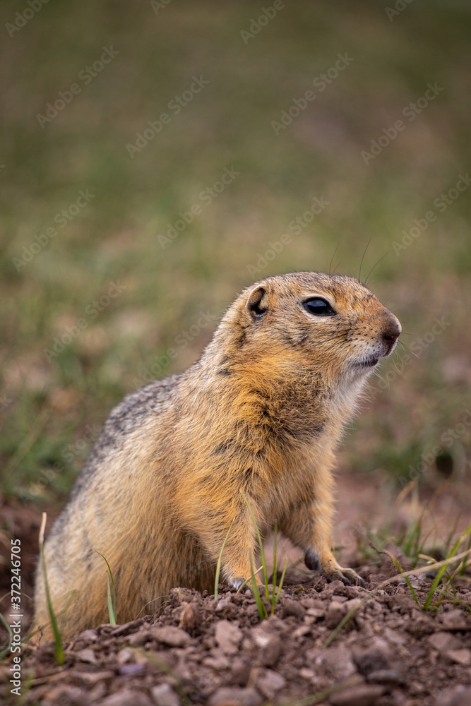 Ground squirrel in Western Mongolia. Ground squirrel in Western Mongolia.