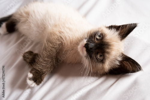 Cute 7 week old Siamese like kitten laying on a bed with white sheets