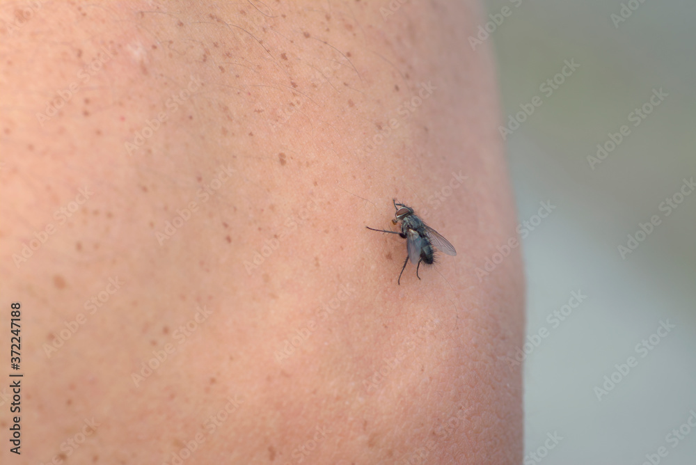 腕に止まったアブ 腕に止まったアブ