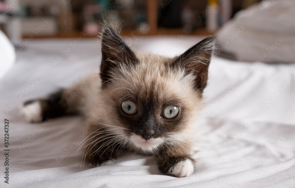 Cute 7 week old Siamese like kitten laying on a bed with white sheets