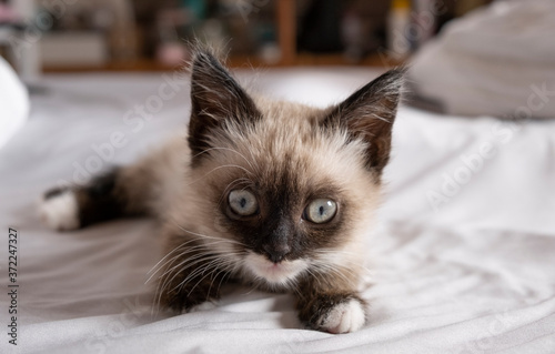 Obraz na plátně Cute 7 week old Siamese like kitten laying on a bed with white sheets
