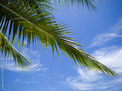 The palm leave that grow across the frame with blue sky with white cloude in Koh Tao  Thailand