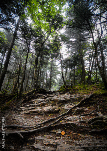 foggy forest in autumn