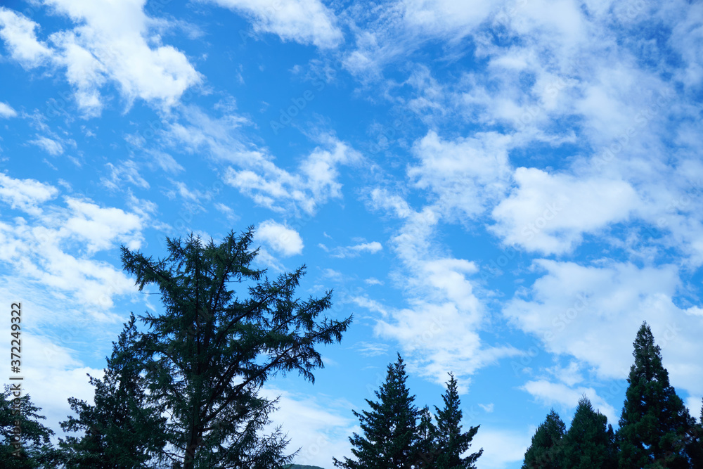 Obraz premium 青空と樹木