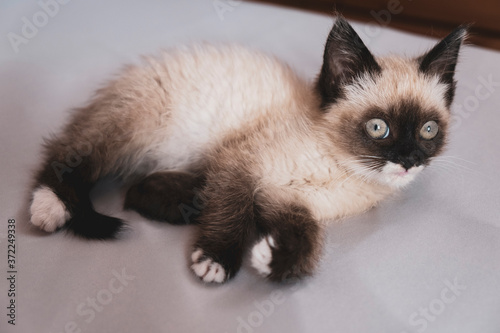 Cute 7 week old Siamese like kitten on a bed with white sheets