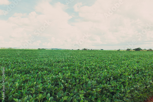 Large soy plantation farm in a sunny cloudy day