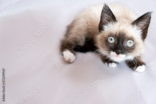 Cute 7 week old Siamese like kitten playing on a bed with white sheets