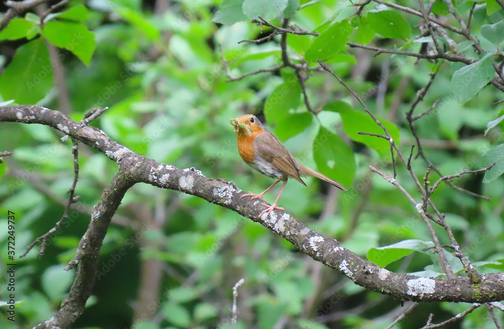 European robin (Erithacus rubecula) with insect in it’s mouth sitting on a tree branch European robin (Erithacus rubecula) with insect in it’s mouth sitting on a tree branch