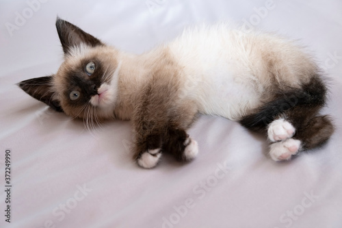 Cute 7 week old Siamese like kitten playing on a bed with white sheets