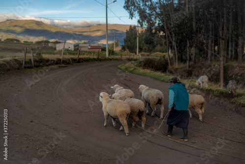 Farm animals in the impressive area of the Chimborazo Volcano, Ecuador photo