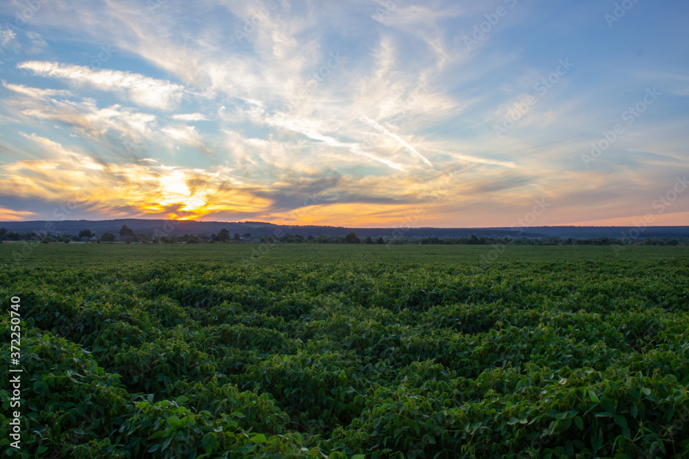 
landscape of soybean field at sunset