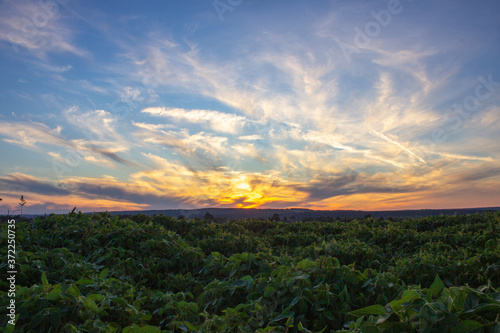  landscape of soybean field at sunset