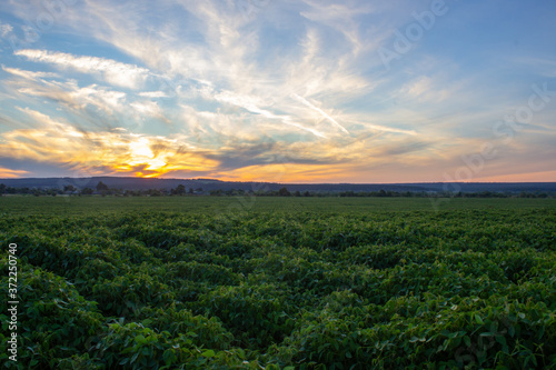  landscape of soybean field at sunset