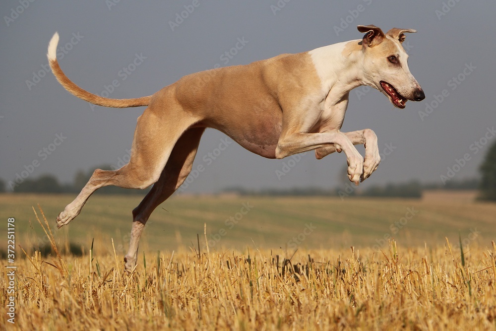 Fototapeta premium beautiful brown galgo ist running on a stubble field