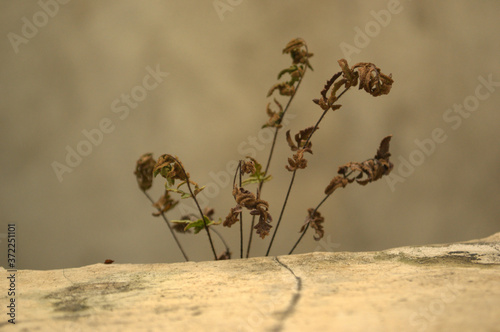 dry plants on old walls