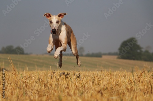 Fototapeta Naklejka Na Ścianę i Meble -  beautiful brown galgo ist running on a stubble field