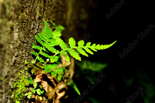 fern leaf on the ground
