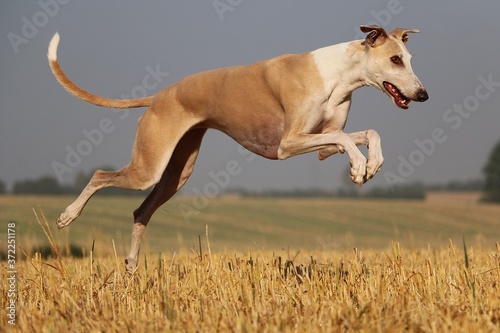 beautiful brown galgo ist running on a stubble field