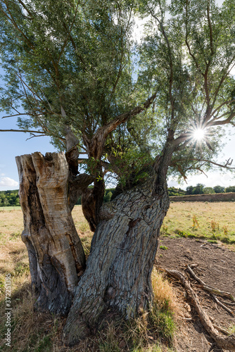 Vieux arbre avec un tronc tortueux et éventré 