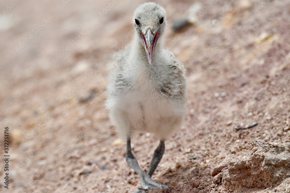 Obraz premium middle eastern birds