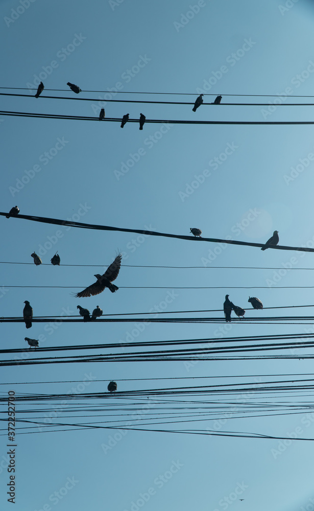 Birds resting on power wires of an asian power pole