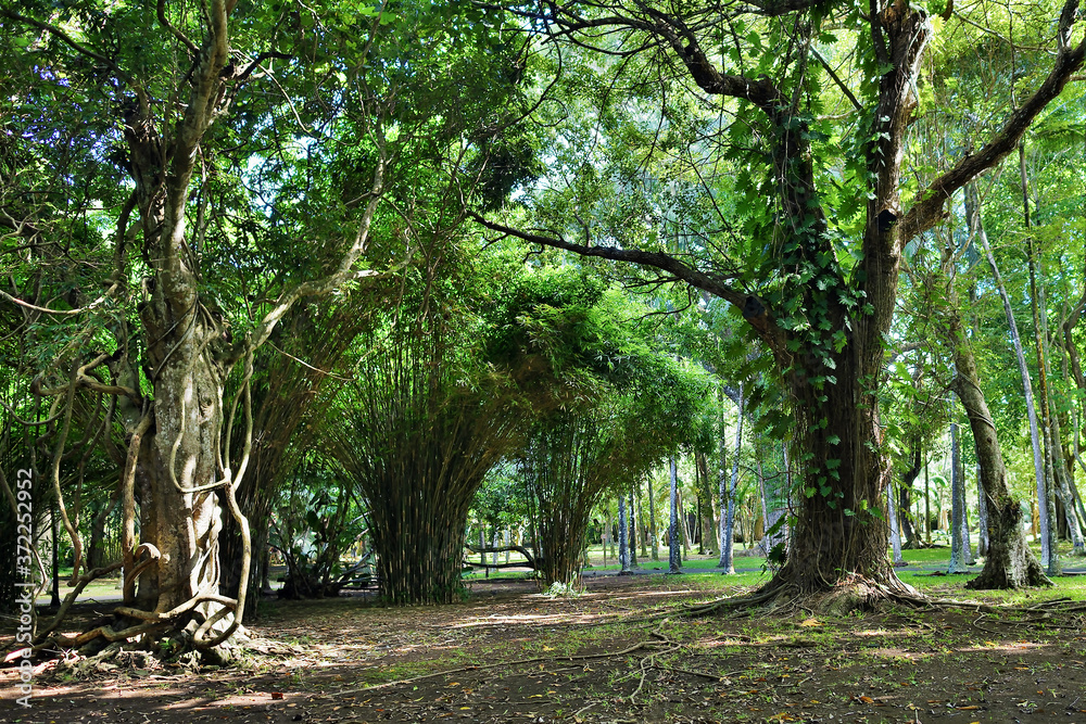 Pamplemousess botanical Gardens in Mauritius