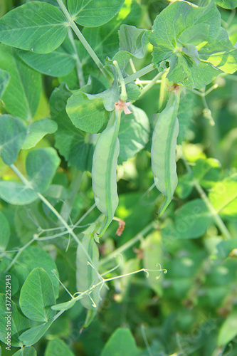 green peas grow in the garden